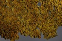 1453 Lobaria parietina-Xanthoria parietina